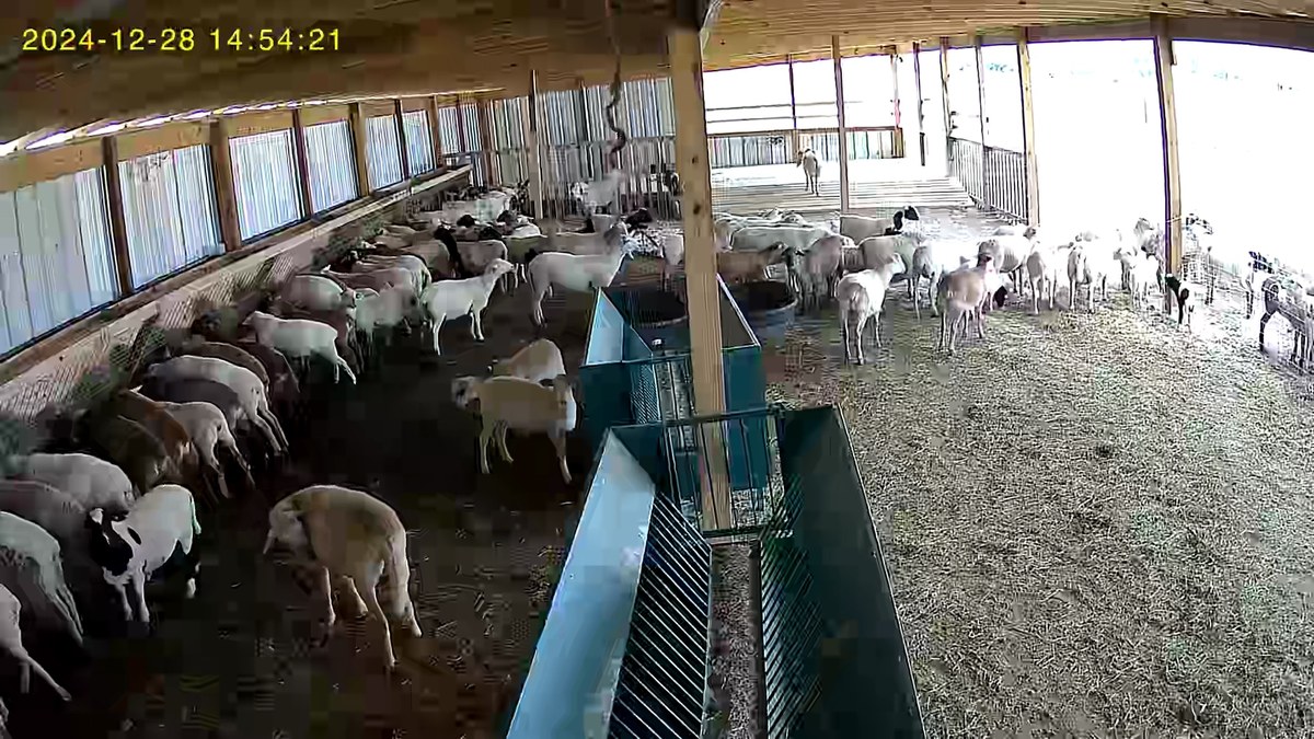 Remote CCTV camera feed on livestock farm
